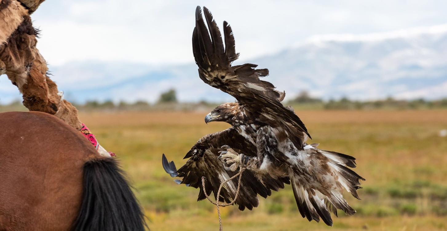 Golden Eagle Toureagle Festival 2020trekkinghiking Tours