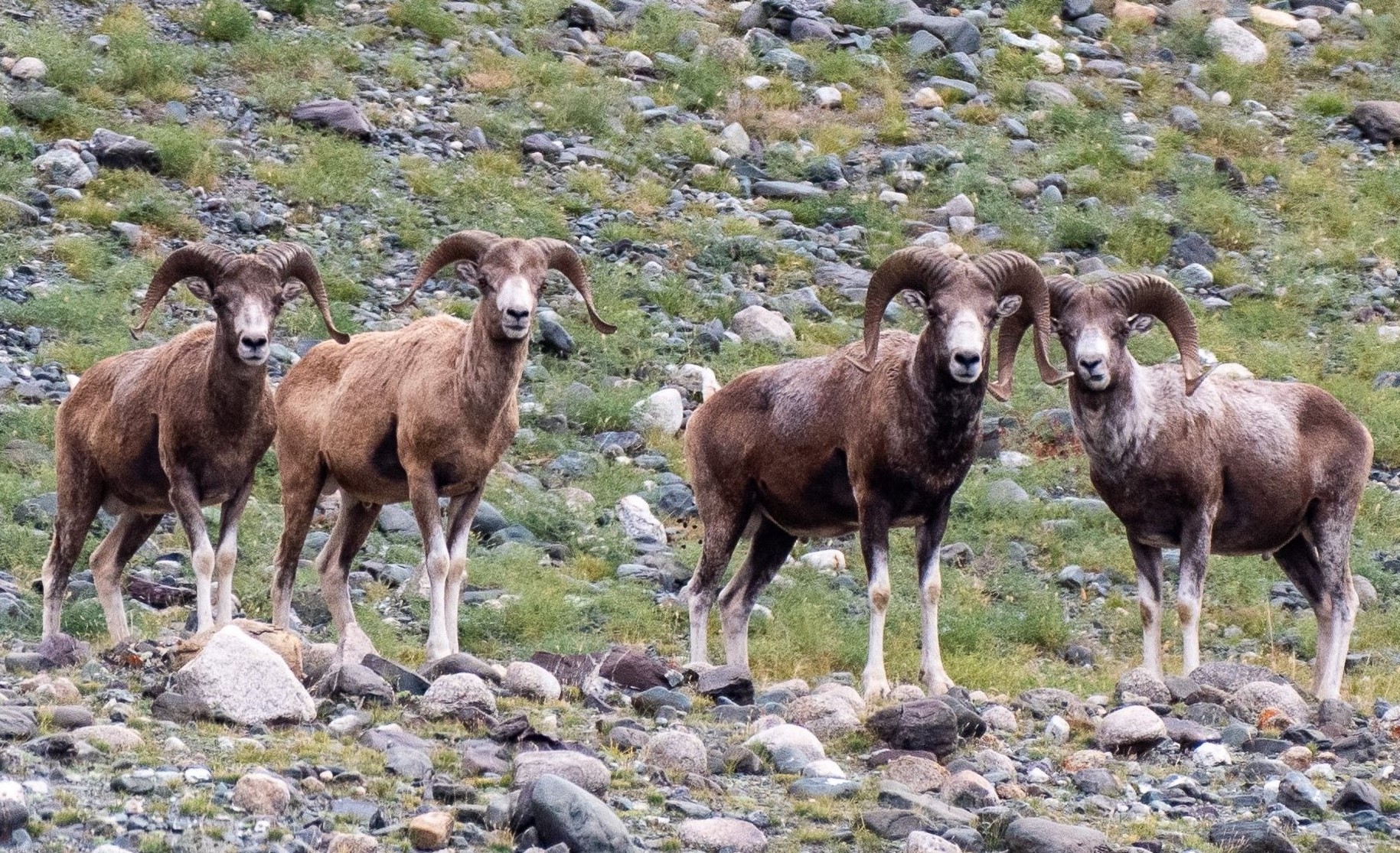 altai nomads travel