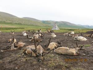 reindeer herders in Mongolia